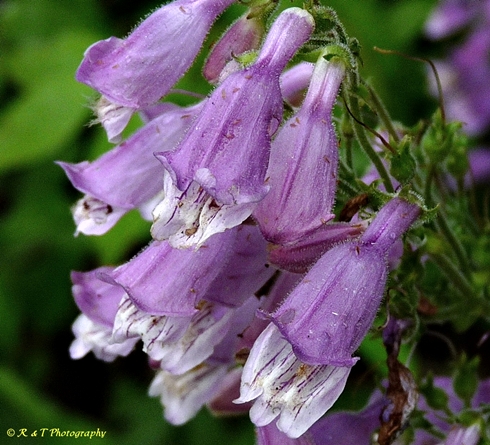 {Penstemon canescens}